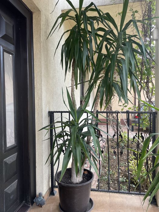 Vand Yucca 2,5m superba