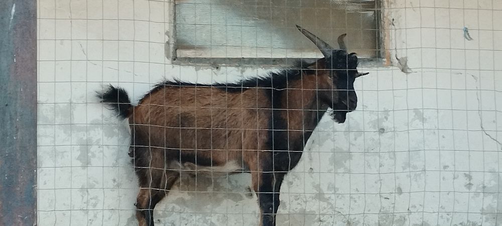 Vând/ schimb țapi