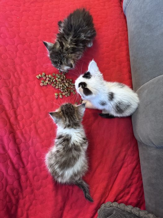 Отдам котят в добрые руки