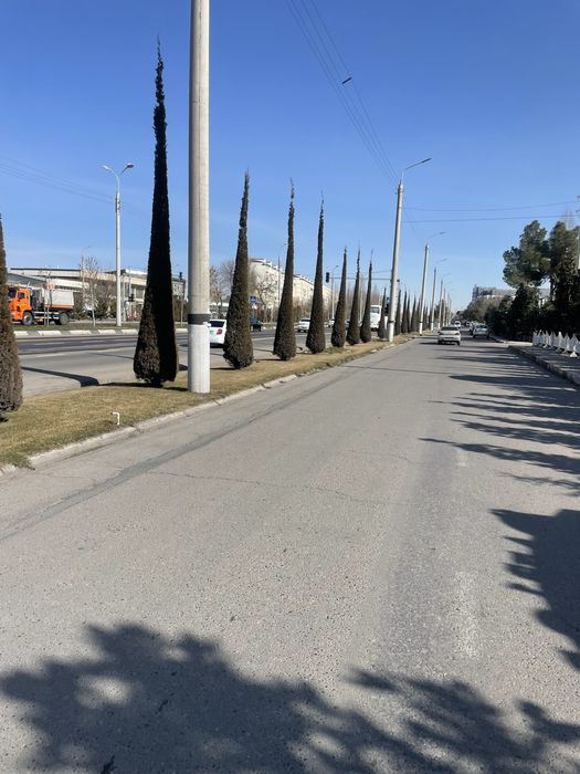 Стрижка елок и деревьев