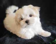 Bichon maltez mini toy