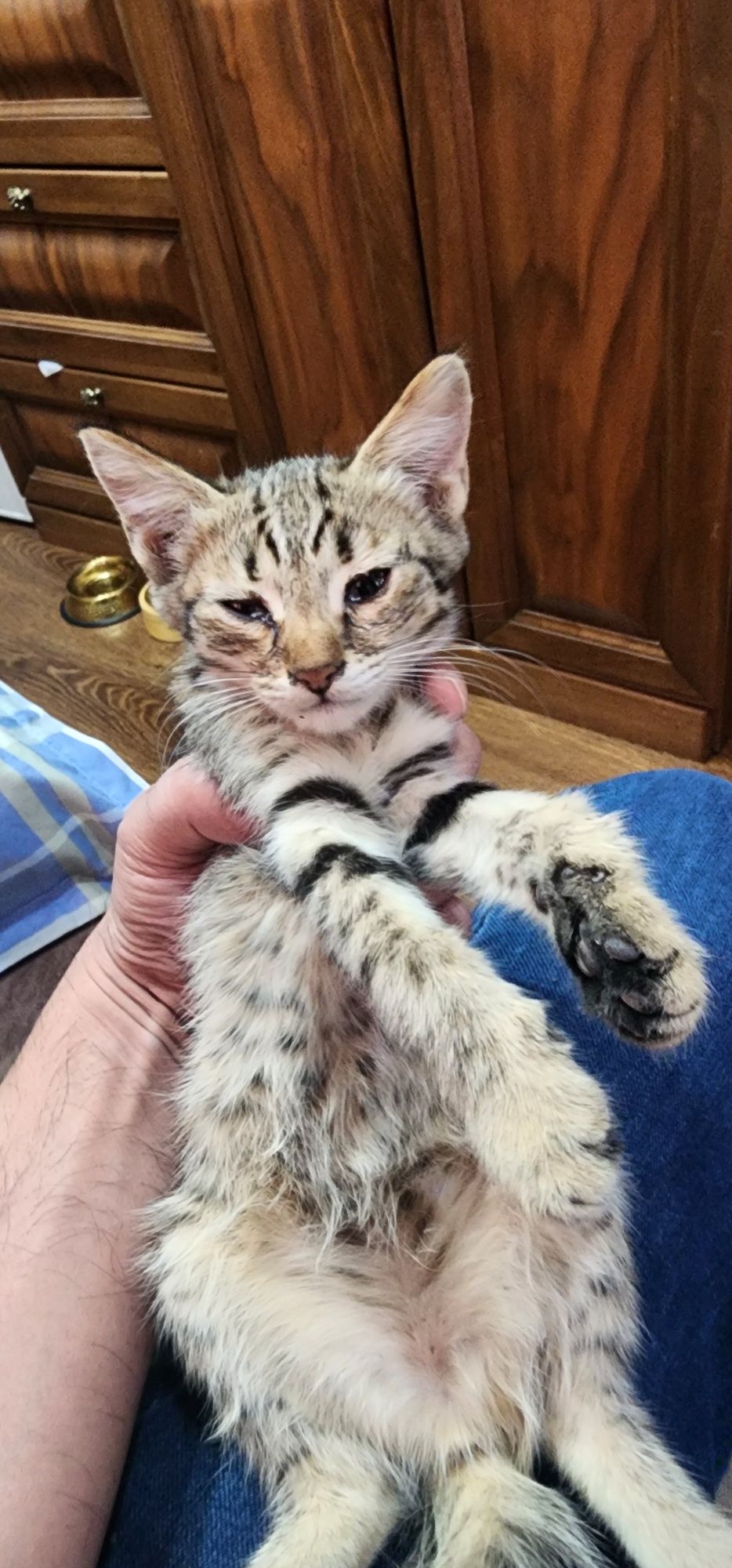Котята отдам даром