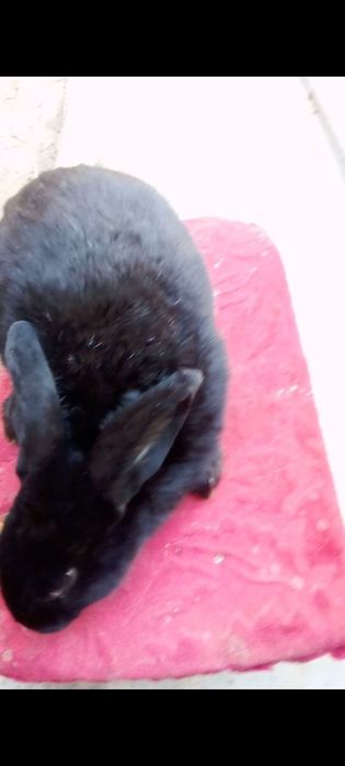 Quyon arzon sogʻlom