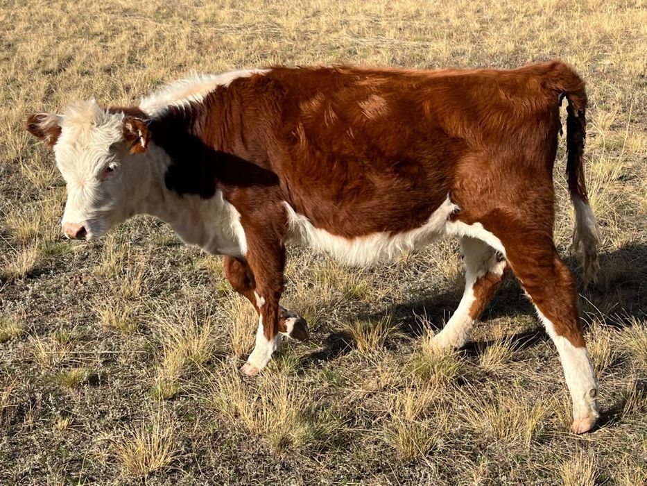 10 бас ургашы падсос