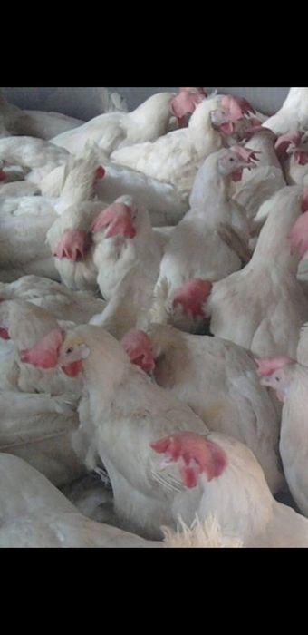 Продам кур несушек
