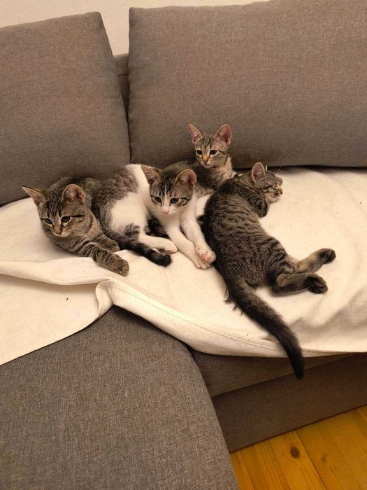 Подаряваме четири котета!