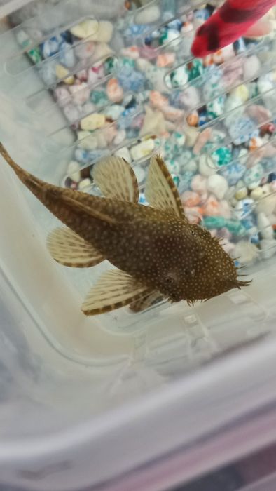 Продаются Анциструс Барбусы вуалевый