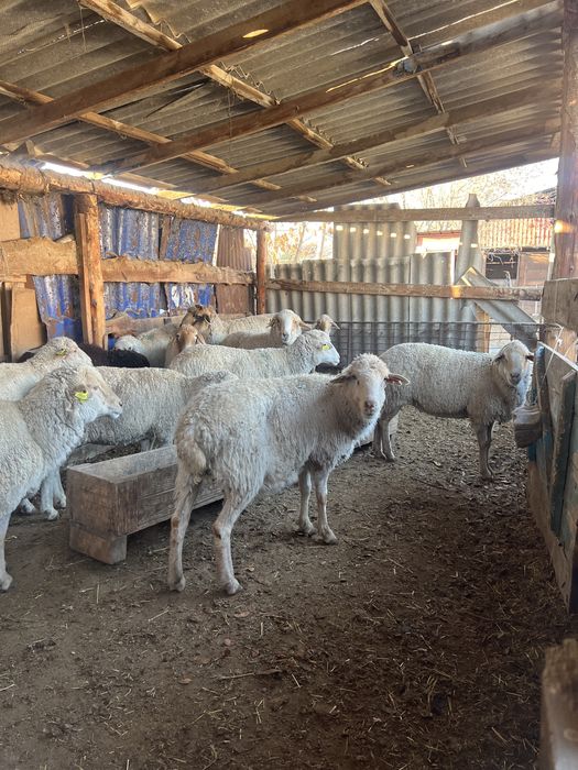 Шаруа койлар сатылады