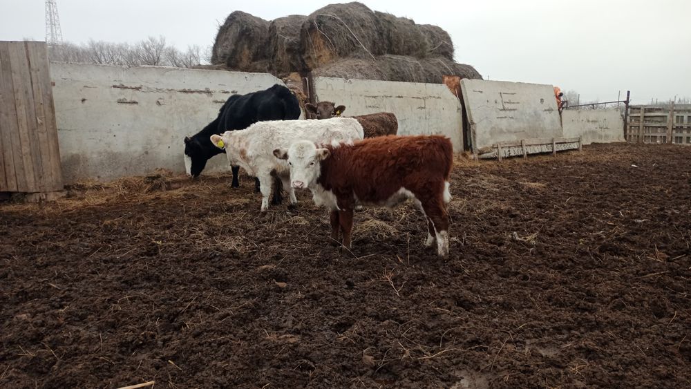 Продам бычков 4 гол