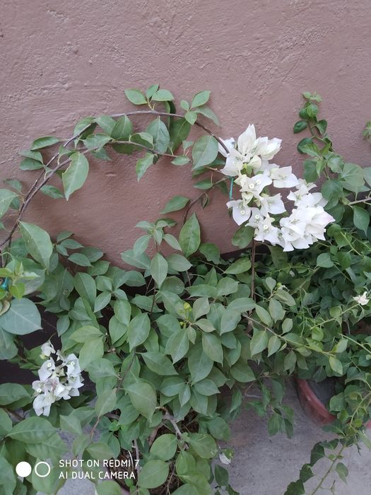 Доставка цветов хона оффес гуллари