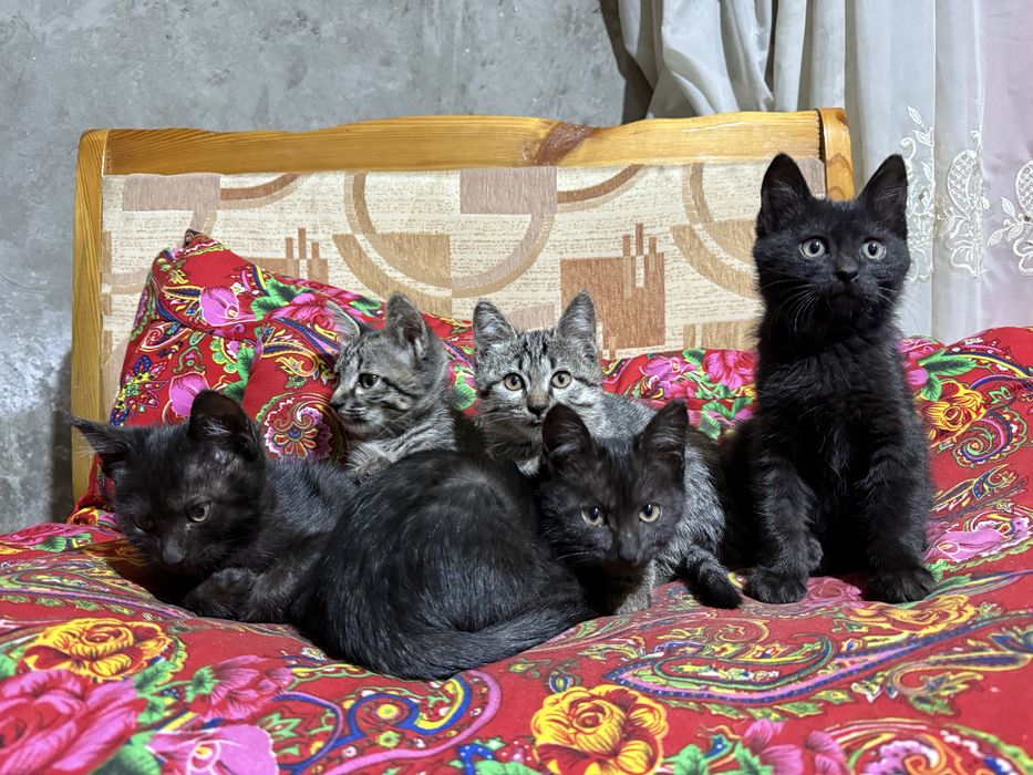 Котята хорошй лучшие
