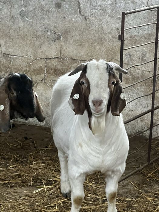 Disponibil capre si iezi din rasa Boer vacinate si deparazitate confor