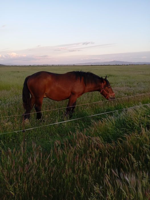 Mânz de vânzare...