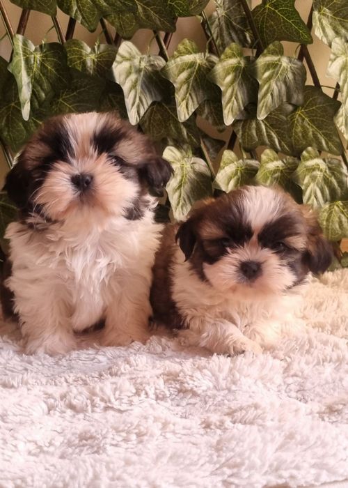 Ши Тцу Shih Tzuu