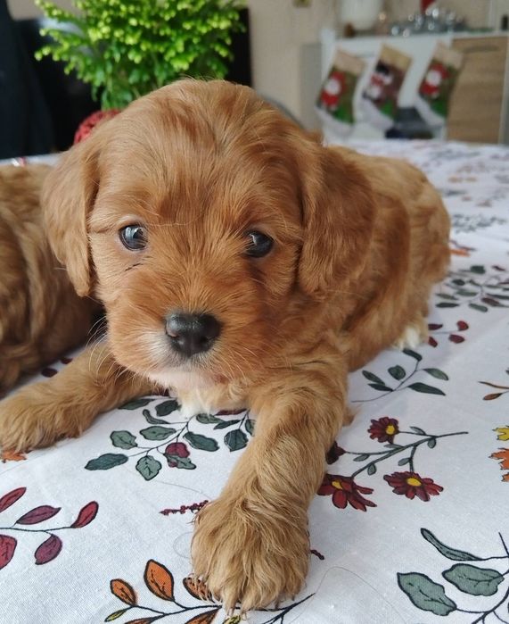 Кавапу/Мини пудел