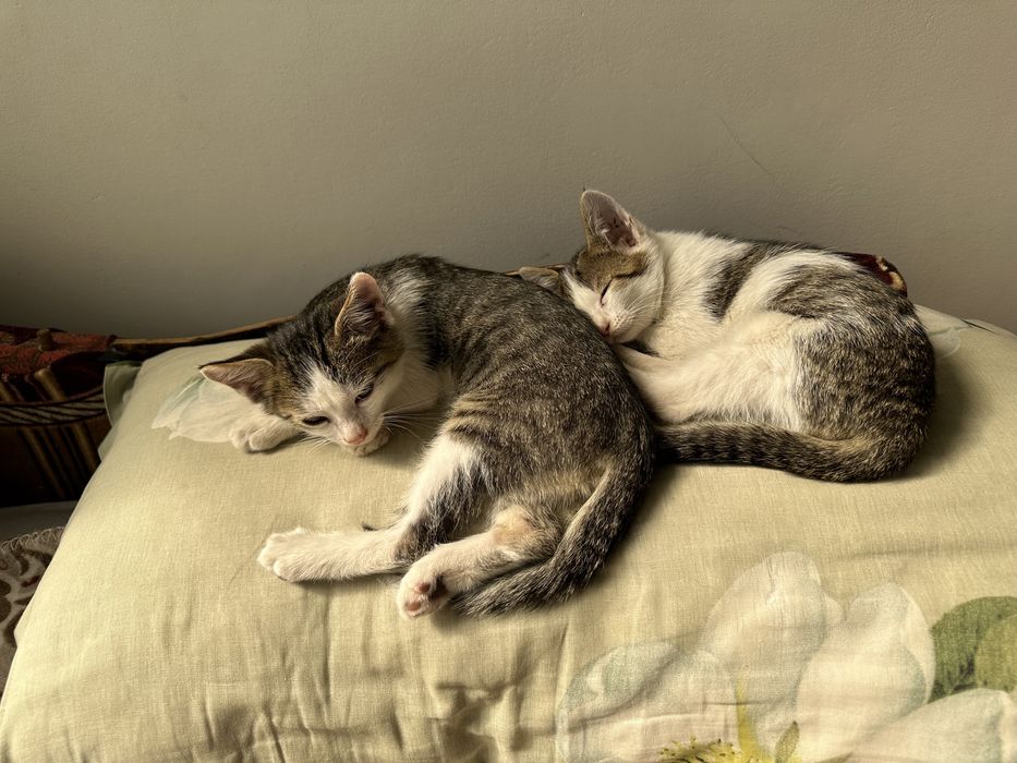 Отдаю котят даром мальсики маленькие м