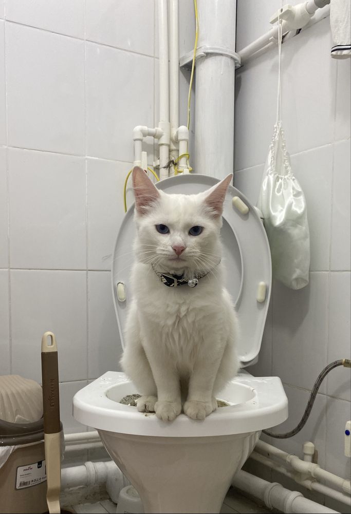 продается кошкаа