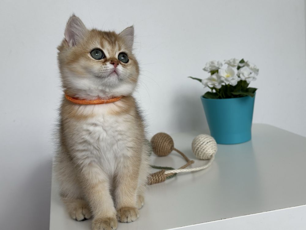 British shorthair GOLDEN fetita superba !! CERTIFICAT PEDIGREE