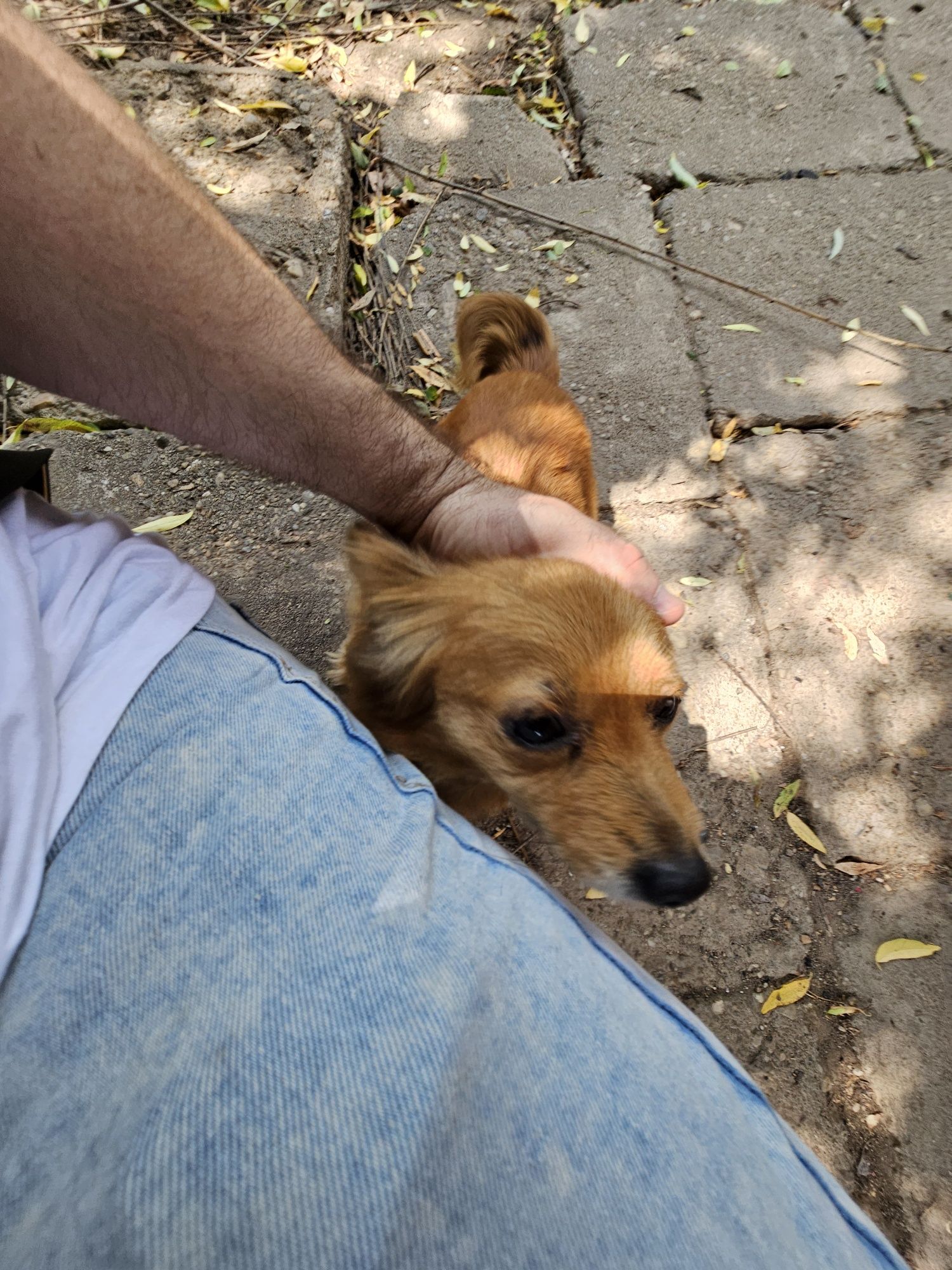 Adopție cățelușa, talie mică, metis de pechinez