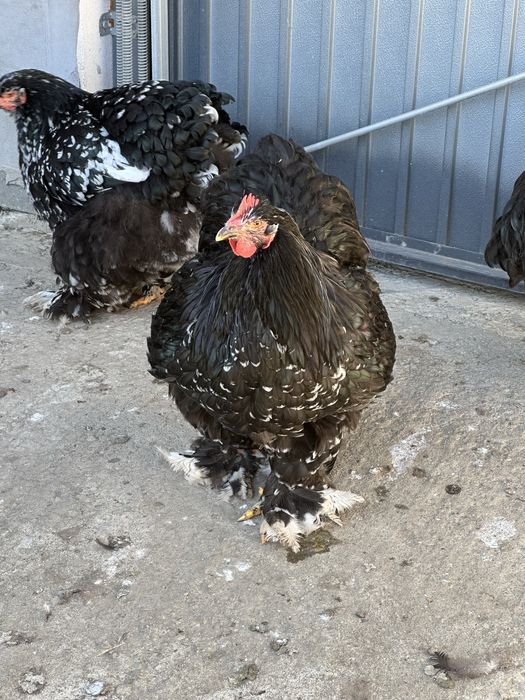 Vand gaini cochinchina urias