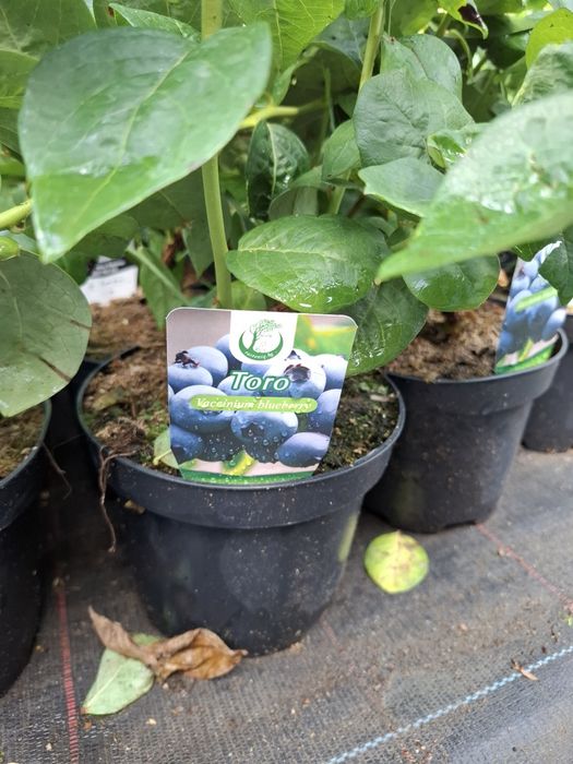 Американска боровинка в саксия вече в плододаване