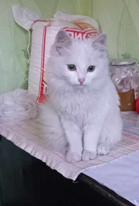 Отдаам котят. Бесплатно