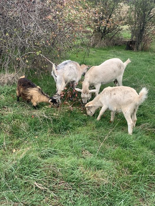 Vand capra cu 2 iede mari