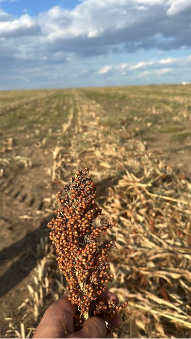 Продажа сено с доставкой по зко