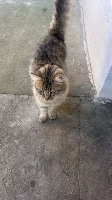 Pisică adultă și 4 puișori disponibili pentru adopție