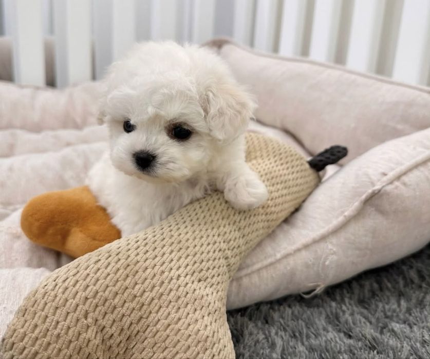 Bichon maltez baiat