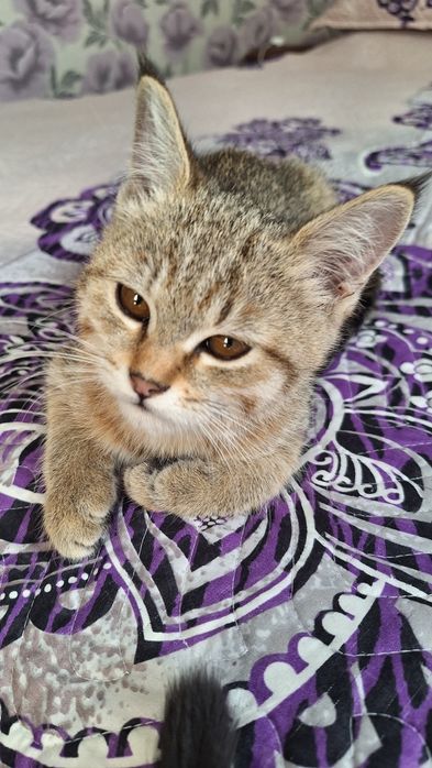 Котята от вислоухой кошки, приучены к лотку, отдам котят в хорошие рук