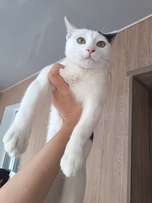 Uy mushugi, 6 oylik ortancha bepulga beriladi