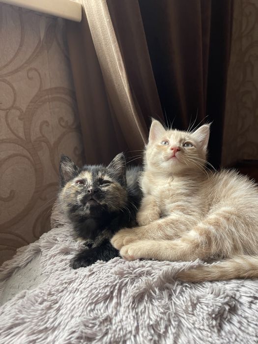 Отдадим котят в доброе руки