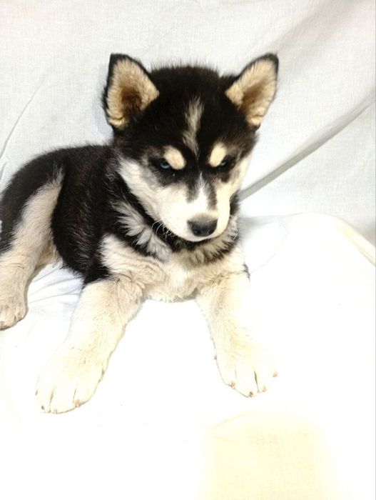 Продаются чистопородные щенки хаски