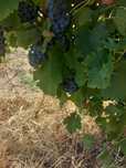 Struguri de vin,merlot și feteasca neagră