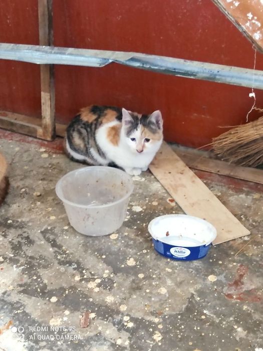 Котята даром в добрые руки