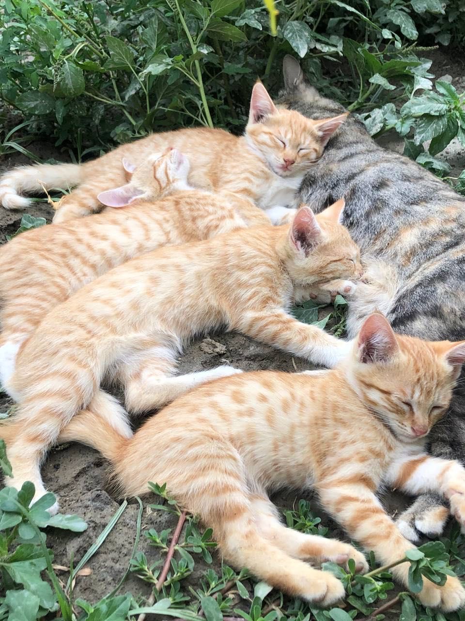 Отдам котят даром