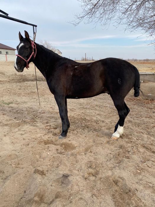 Ат сатылады пішпе