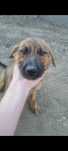 Caine /Caini/Catelusa/catea/catei. spre adopție, vaccinata si steriliz