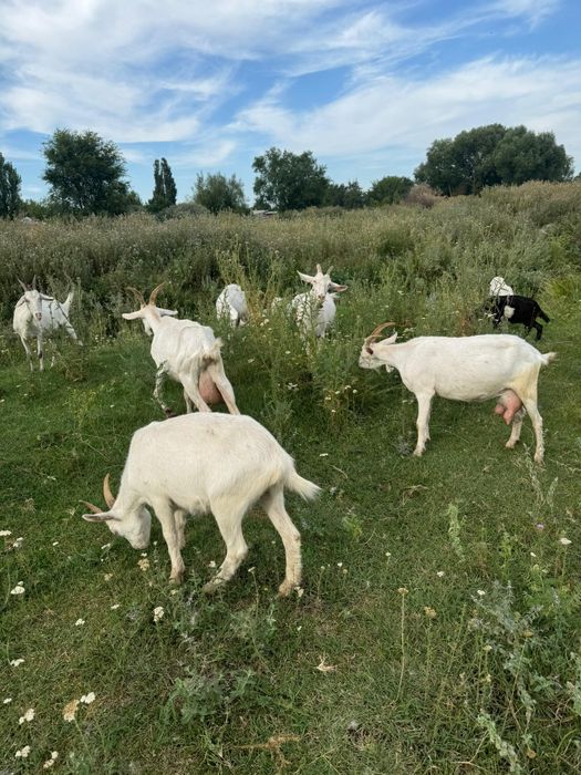 Зааненская, сүтті ешкілер