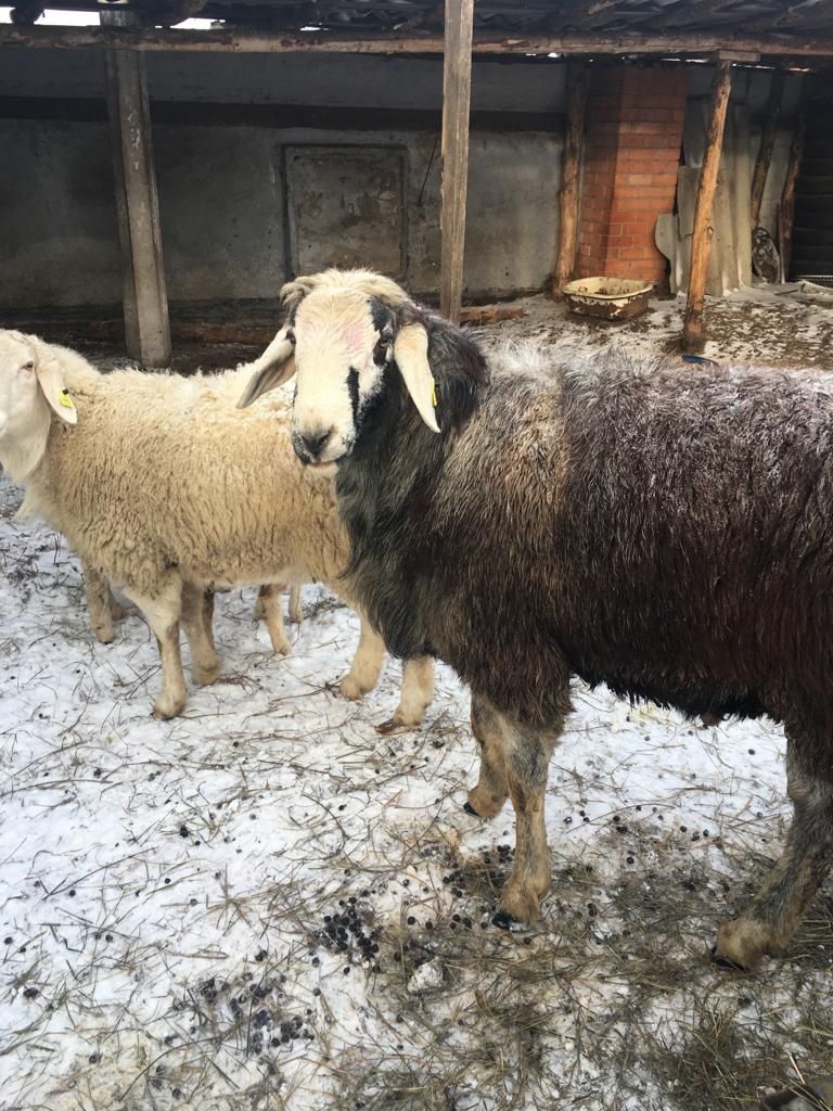 Кошкар баран продам или обмен на  сизых овец