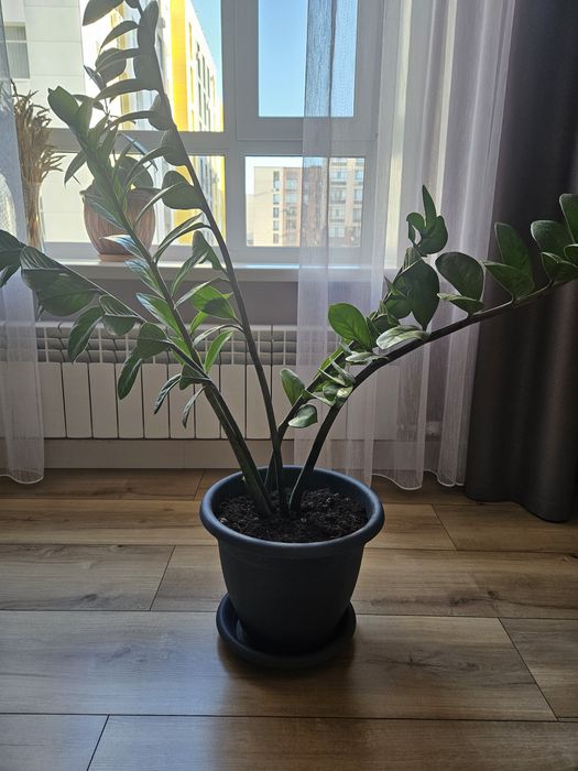 Цветы домашние в горшке