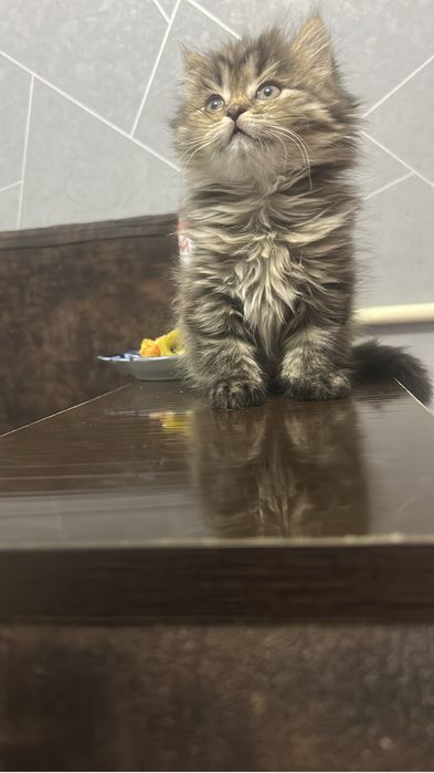 Продается котенок британец