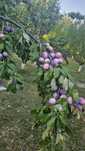 Prune bio livada proprie