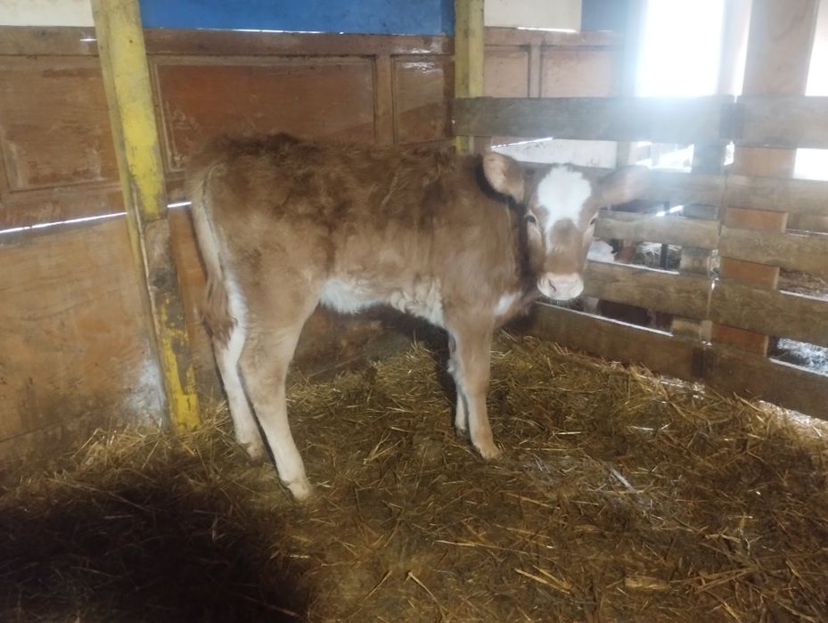 Vând vițea limuzin înțărcată