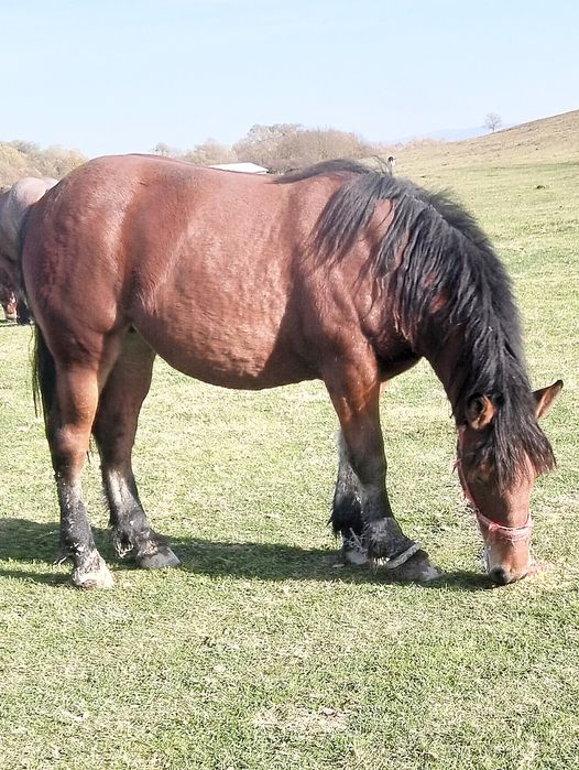 Vind mînză murqa de un an  jumate