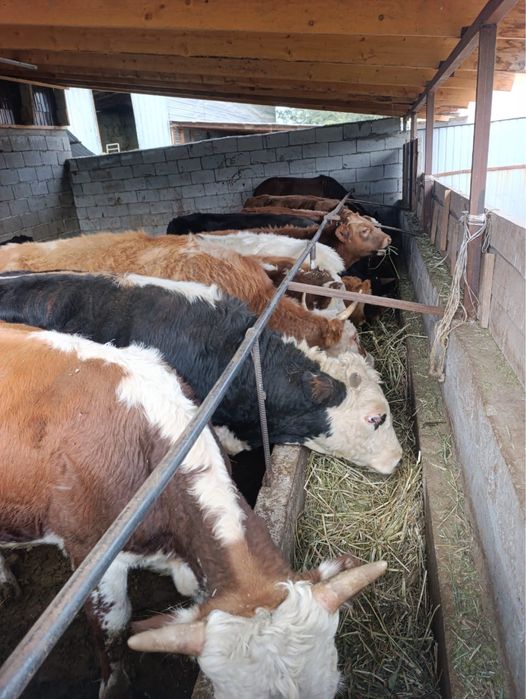 1 жарым жасар букалар сатылады падсос аралас