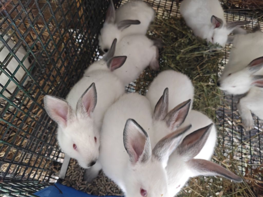 Калифорнийски зайци и други