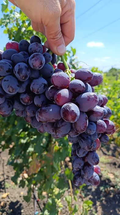 Podarok Nesvetaia vita de vie