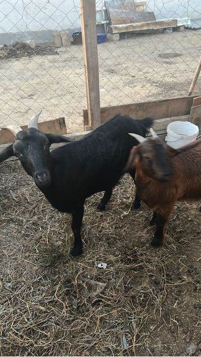 Альпииский ешкілер сатылады екеуи 100мын